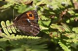 6603_Boserebia - Triglav N.P. (Slowenie)